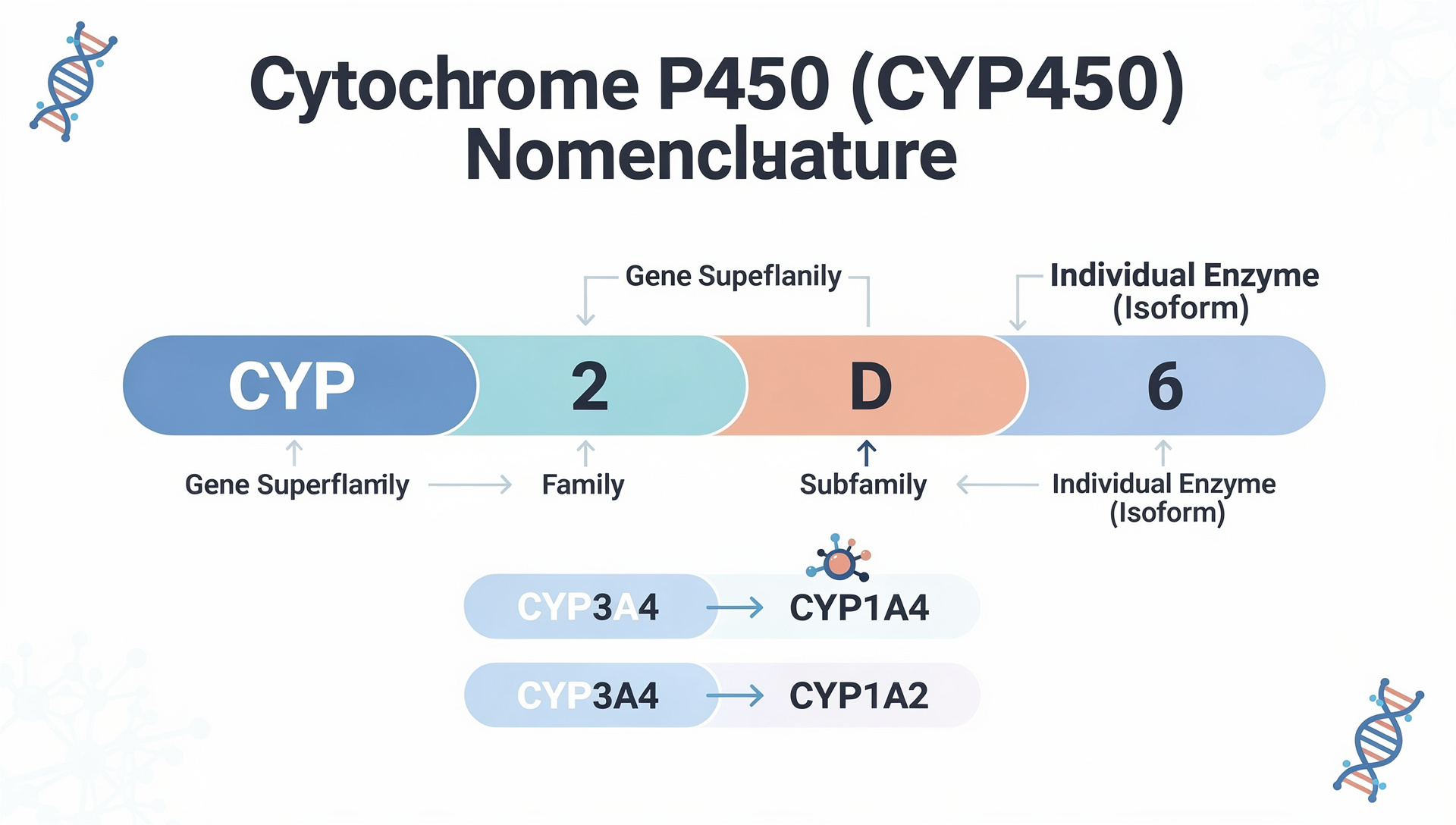 CYP450 Enzymes: Slow Drug Metabolism & Dosage Tuning
